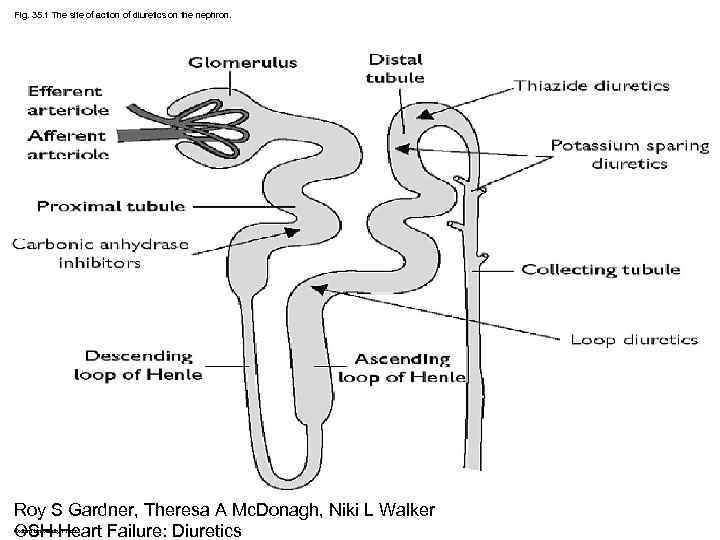 Fig. 35. 1 The site of action of diuretics on the nephron. Roy S