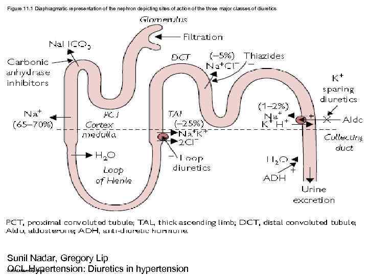 Figure 11. 1 Diaphragmatic representation of the nephron depicting sites of action of the