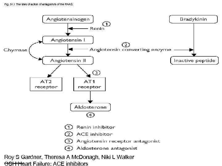 Fig. 31. 1 The sites of action of antagonists of the RAAS. Roy S