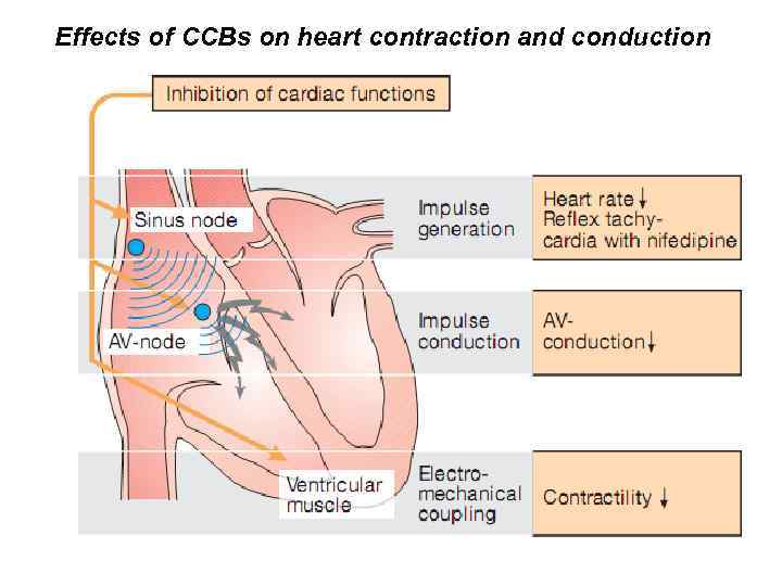 Effects of CCBs on heart contraction and conduction 