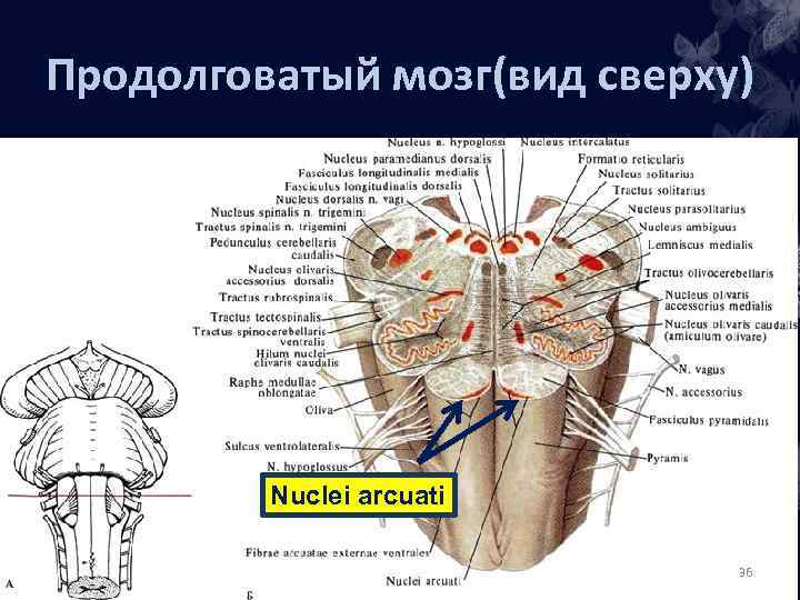 Капилляр щитовидной железы продолговатый мозг. Вентральная поверхность продолговатого мозга схема. Перекрест пирамид продолговатого мозга. Средний мозг продолговатый мозг вид сбоку.