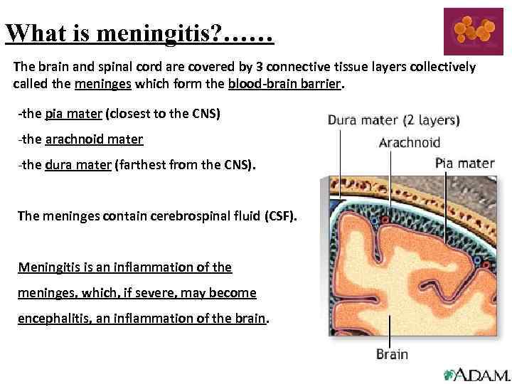 What is meningitis? …… The brain and spinal cord are covered by 3 connective