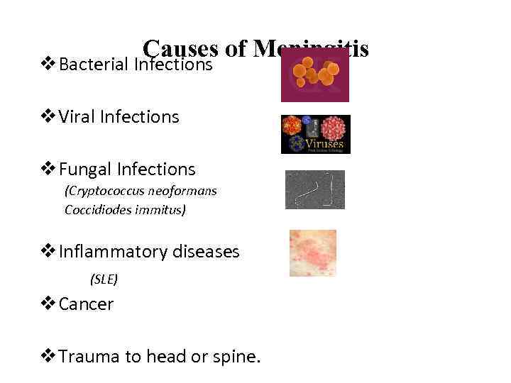 Causes of Meningitis v Bacterial Infections v Viral Infections v Fungal Infections (Cryptococcus neoformans