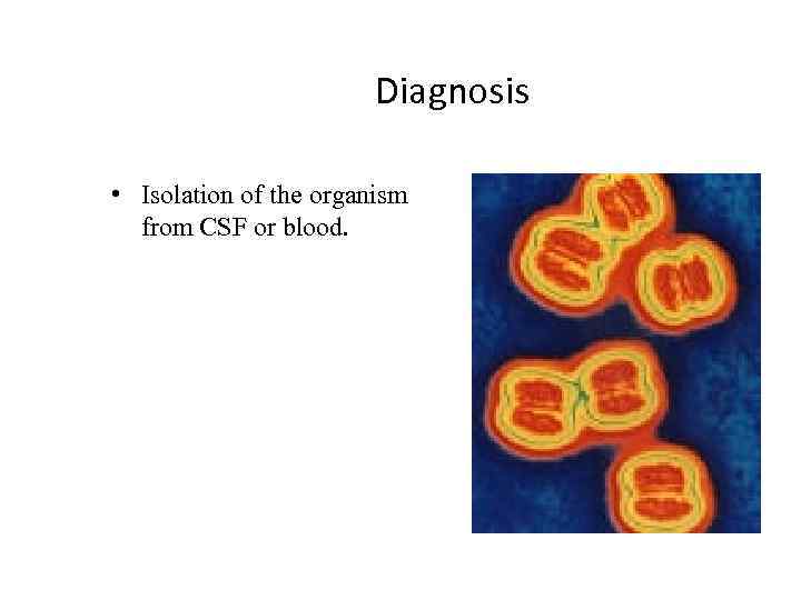 Diagnosis • Isolation of the organism from CSF or blood. 