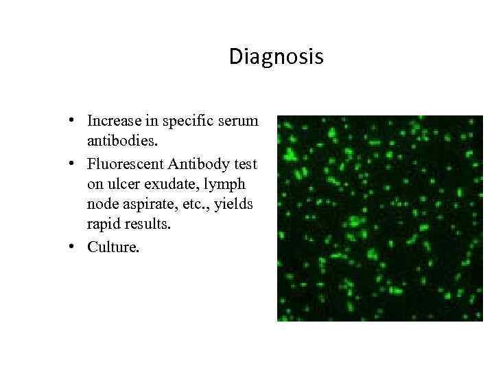 Diagnosis • Increase in specific serum antibodies. • Fluorescent Antibody test on ulcer exudate,