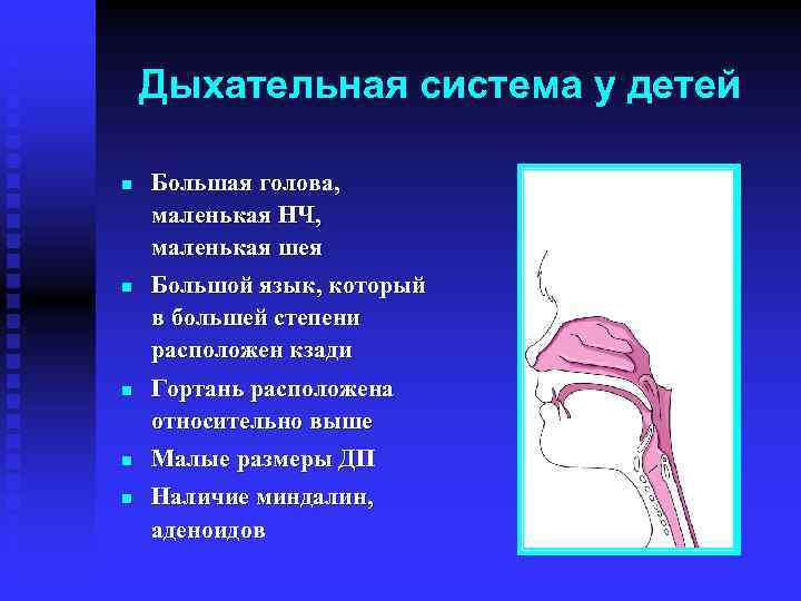 Дыхательная система у детей n n n Большая голова, маленькая НЧ, маленькая шея Большой