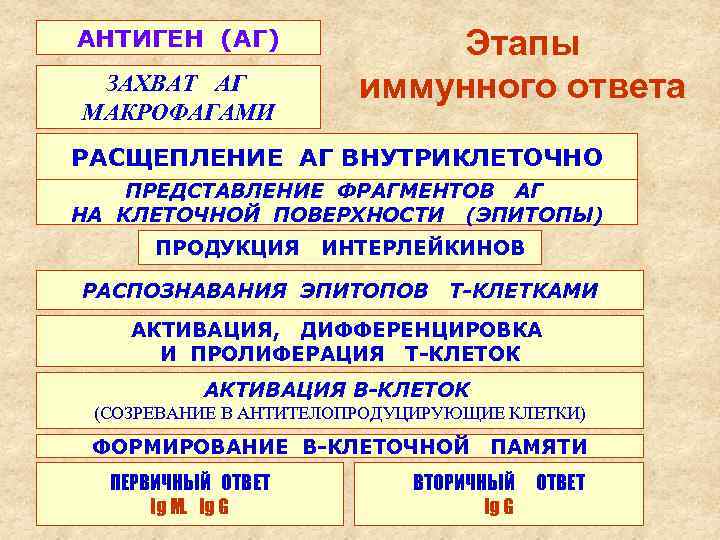 АНТИГЕН (АГ) ЗАХВАТ АГ МАКРОФАГАМИ Этапы иммунного ответа РАСЩЕПЛЕНИЕ АГ ВНУТРИКЛЕТОЧНО ПРЕДСТАВЛЕНИЕ ФРАГМЕНТОВ АГ