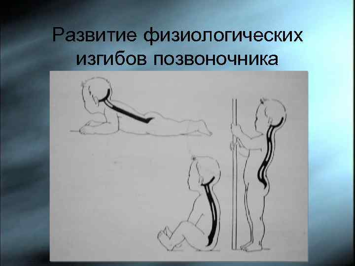 Развитие физиологических изгибов позвоночника 