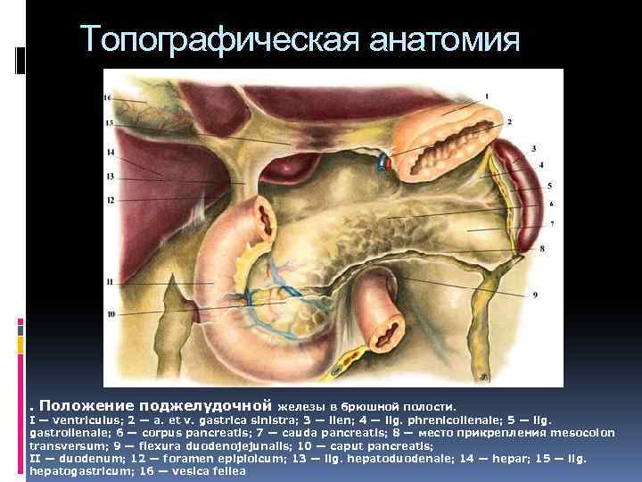 Топографическая анатомия . Положение поджелудочной железы в брюшной полости. I — ventriculus; 2 —