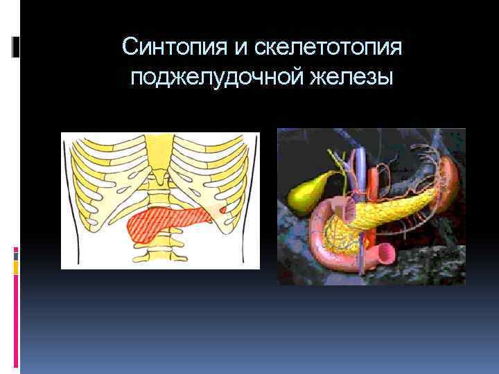 Синтопия и скелетотопия поджелудочной железы 