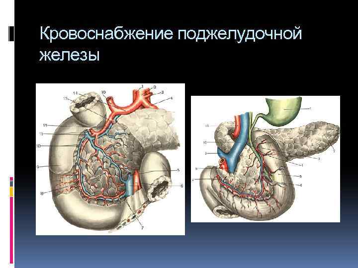 Кровоснабжение поджелудочной железы схема