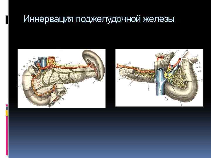 Иннервация поджелудочной железы. Иннервация поджелудочной железы анатомия. Иннервация поджелудочной железы анатомия схема. Дренирование поджелудочной железы при панкреонекрозе. Иннервация поджелудочной железы цветная схема.