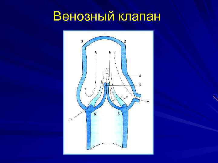 Венозный клапан 