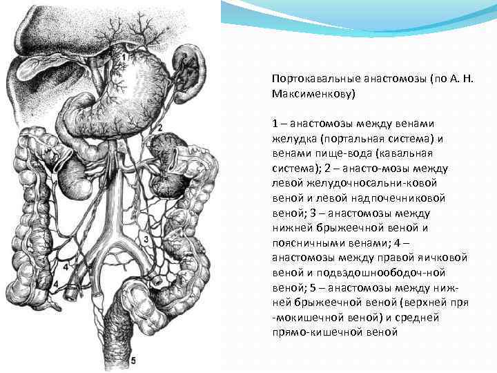 Каво кавальные анастомозы портокавальные схема