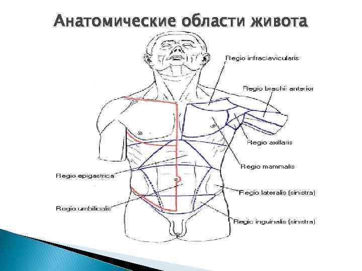 Анатомические области живота 