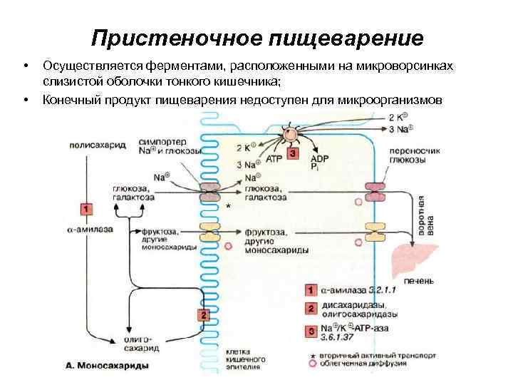 Пристеночное пищеварение это. Ферменты обеспечивающие пристеночное пищеварение находятся. Пристеночное переваривание. Пристеночное пищеварение осуществляется ферментами. Пристеночное переваривание белков.