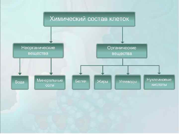 Состав клетки схема