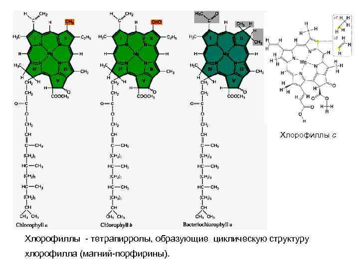 Хлорофиллы с Хлорофиллы тетрапирролы, образующие циклическую структуру хлорофилла (магний порфирины). 