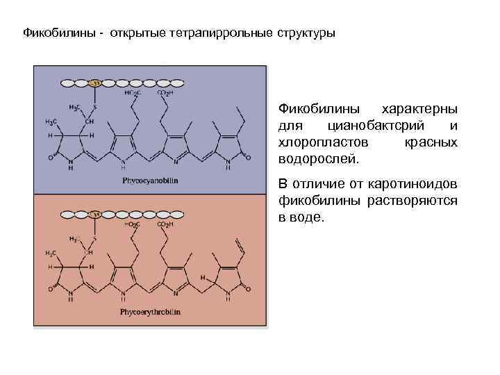 Фикобилины открытые тетрапиррольные структуры Фикобилины характерны для цианобактсрий и хлоропластов красных водорослей. В отличие