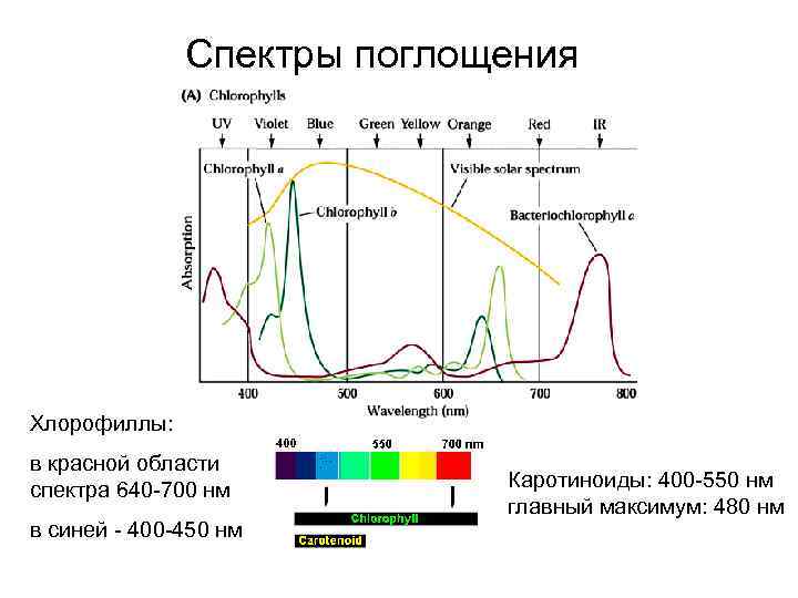 Спектры поглощения Хлорофиллы: в красной области спектра 640 700 нм в синей 400 450