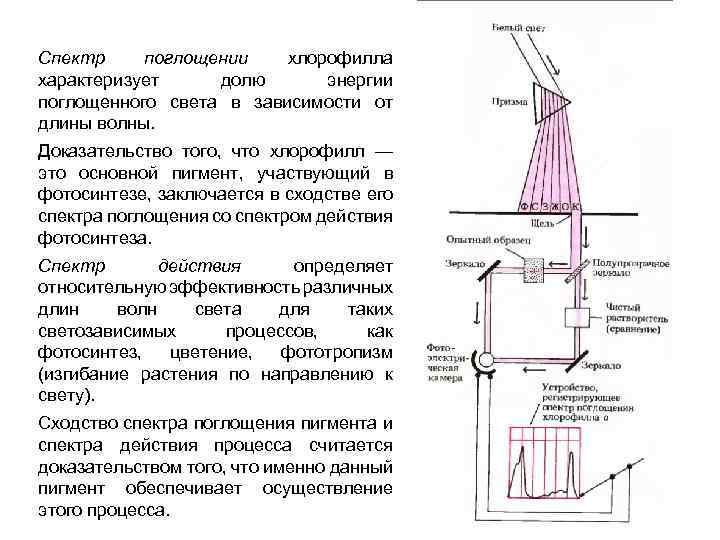 Спектр поглощении хлорофилла характеризует долю энергии поглощенного света в зависимости от длины волны. Доказательство