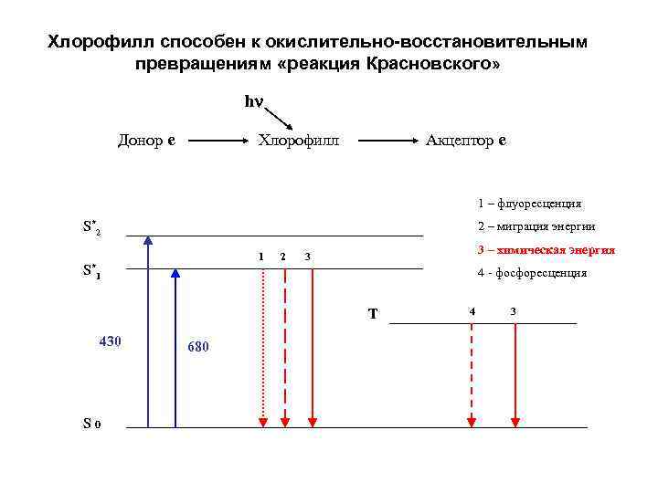 Хлорофилл способен к окислительно-восстановительным превращениям «реакция Красновского» h Донор е Акцептор е Хлорофилл 1