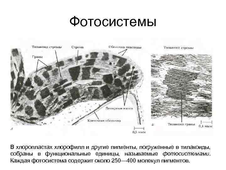 Фотосистемы В хлоропластах хлорофилл и другие пигменты, погруженные в тилакоиды, собраны в функциональные единицы,