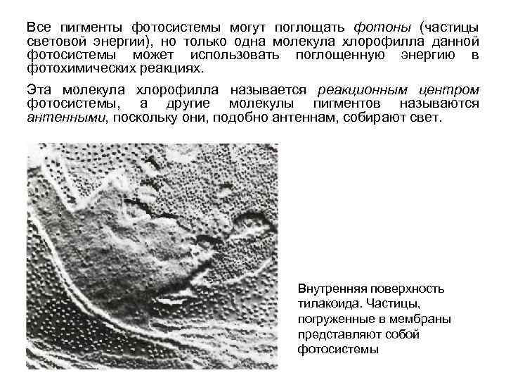 Все пигменты фотосистемы могут поглощать фотоны (частицы световой энергии), но только одна молекула хлорофилла