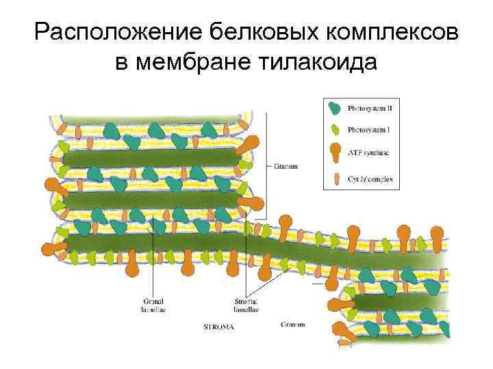 Комплексы белков