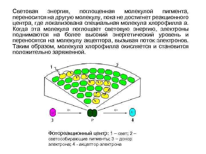 Световые электроны. Схема возбужденных состояний молекулы хлорофилла.. Молекулы поглощающие световую энергию. Возбуждение хлорофилла. Возбуждение молекулы хлорофилла.