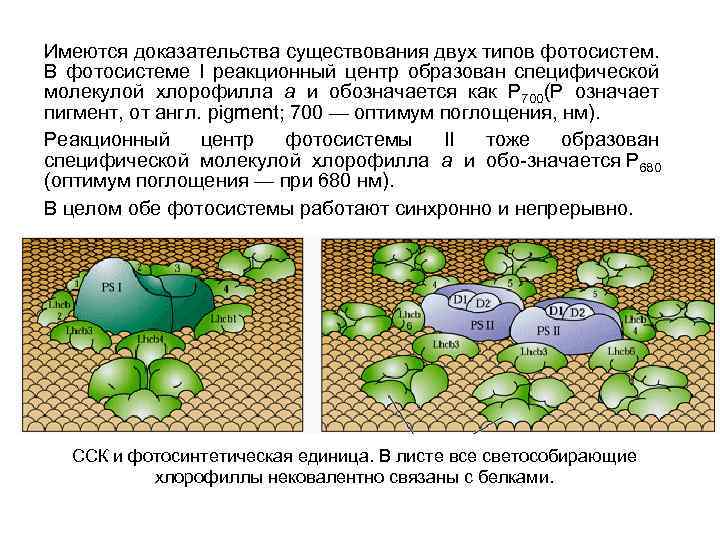 Доказательства имеются. Реакционный центр фотосинтеза. Фотосинтетический комплекс. Реакционный центр хлорофилла. Понятие о фотосистемах и фотосинтетической единице..