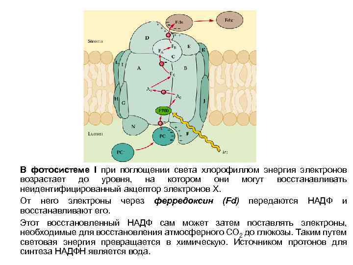 Процессы фотосистемы 1