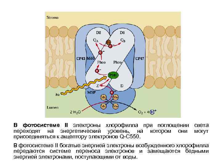 В фотосистеме II электроны хлорофилла при поглощении света переходят на энергетический уровень, на котором