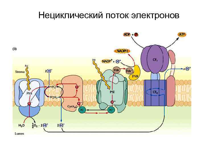 Схема нециклического фосфорилирования