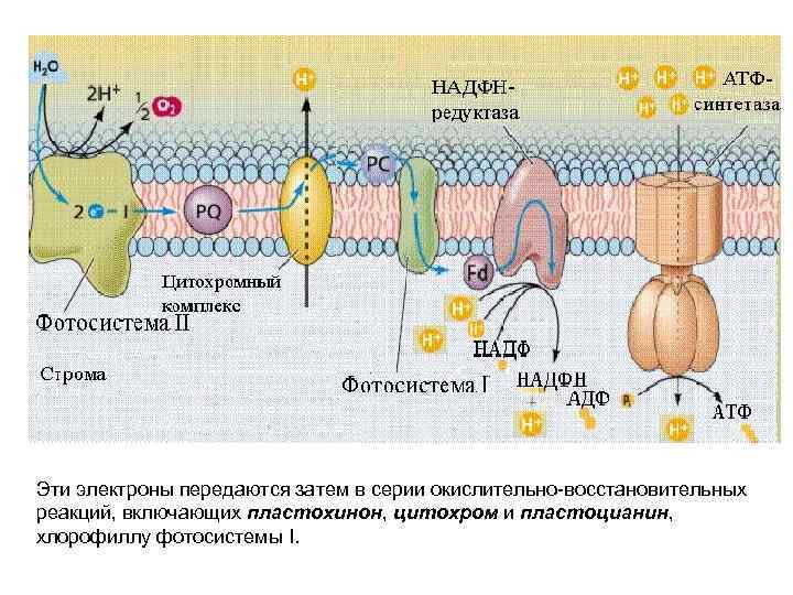 Эти электроны передаются затем в серии окислительно восстановительных реакций, включающих пластохинон, цитохром и пластоцианин,