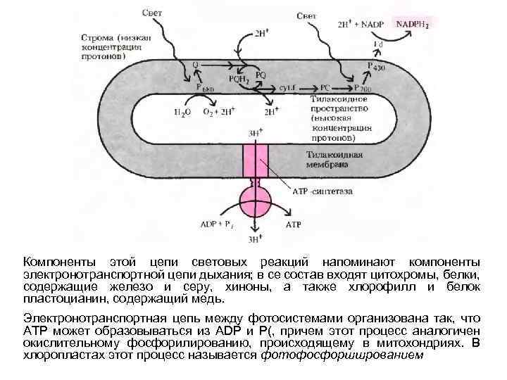 Компоненты этой цепи световых реакций напоминают компоненты электронотранспортной цепи дыхания; в се состав входят
