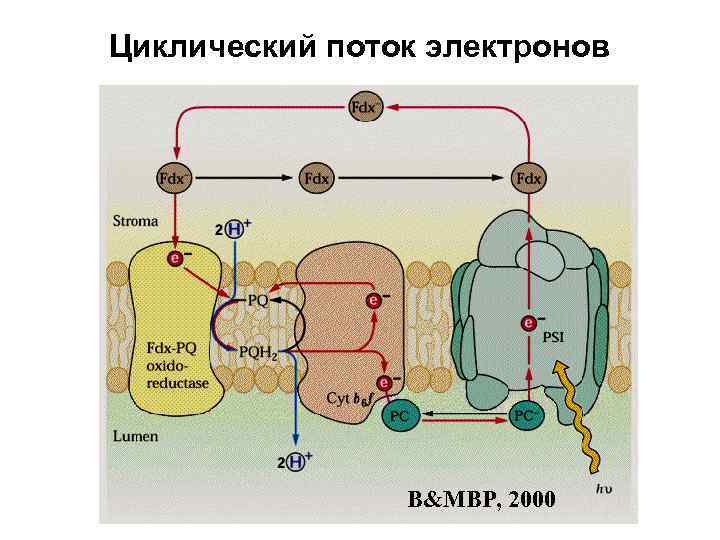 Поток электронов. Циклический транспорт электронов в фотосистеме 2. Циклический поток электронов при фотосинтезе.