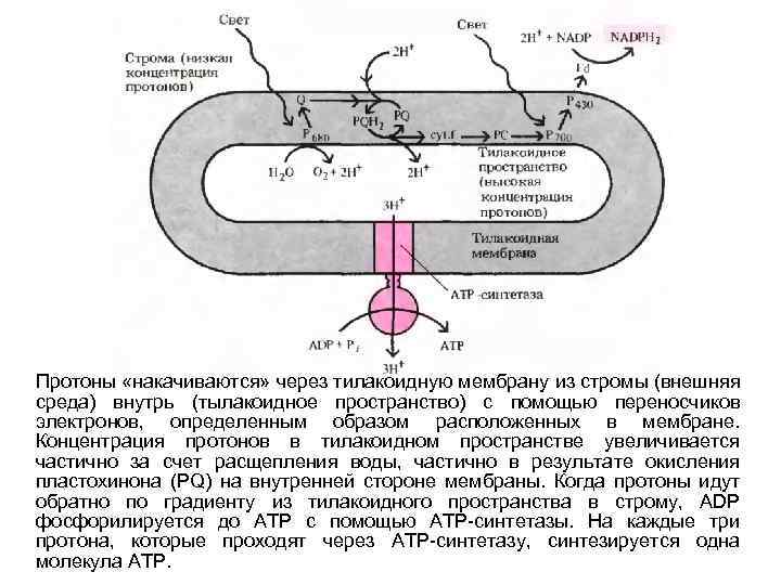 Протоны «накачиваются» через тилакоидную мембрану из стромы (внешняя среда) внутрь (тылакоидное пространство) с помощью