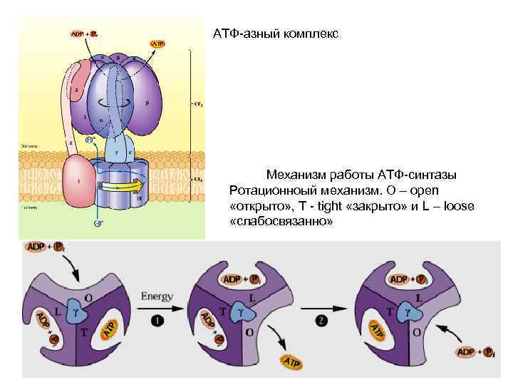 АТФ азный комплекс Механизм работы АТФ синтазы Ротационноый механизм. O – open «открыто» ,