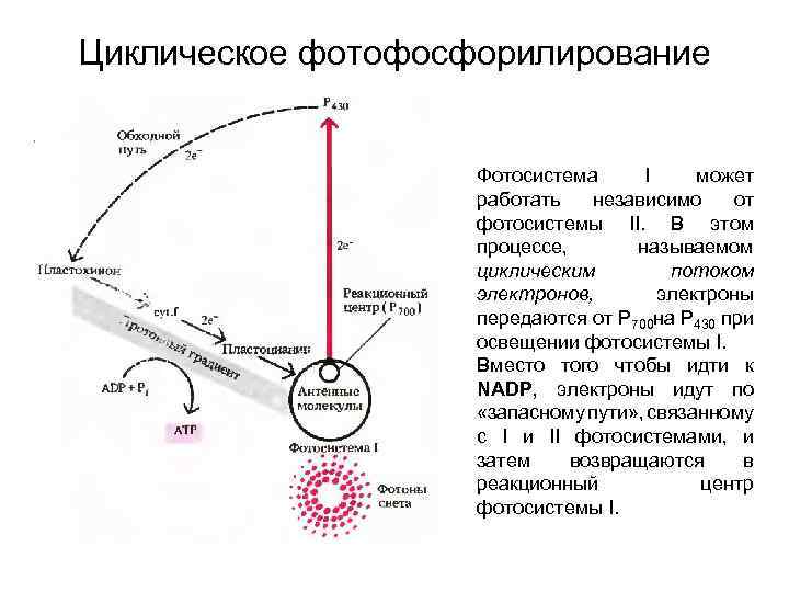 Реакционный центр фотосистемы