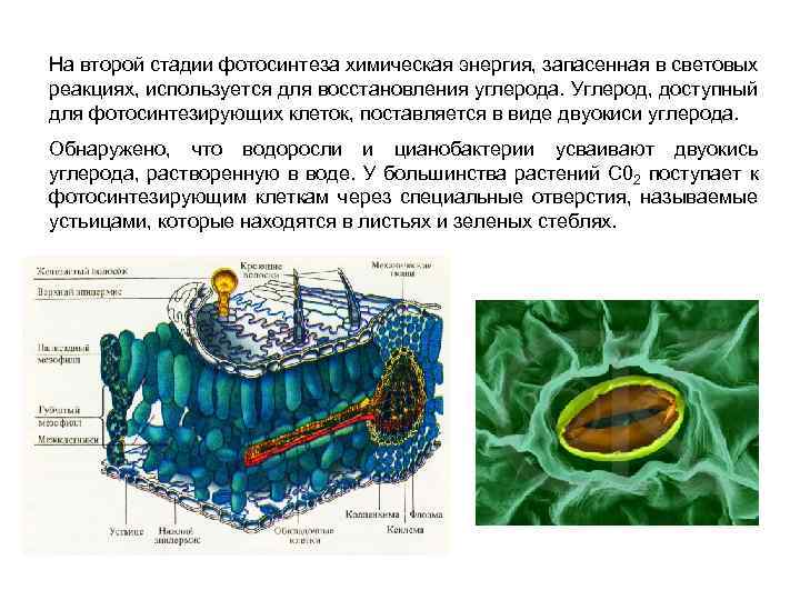 Источник углерода в фотосинтезе. Устьица фотосинтез. Фотосинтезирующие клетки находятся.
