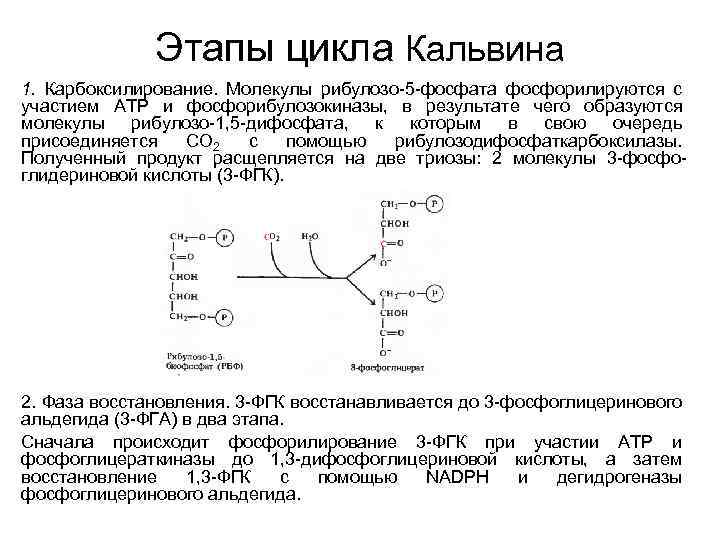 Образование молекулярного кислорода фаза