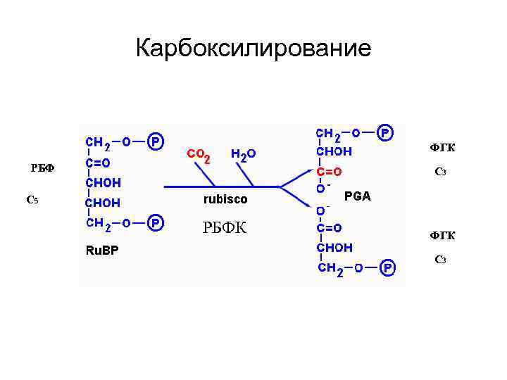 Карбоксилирование ФГК РБФ С 3 С 5 РБФК ФГК С 3 