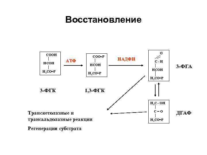 Восстановление СООН НСОН АТФ Н 2 СО Р СОО Р НСОН Н 2 СО