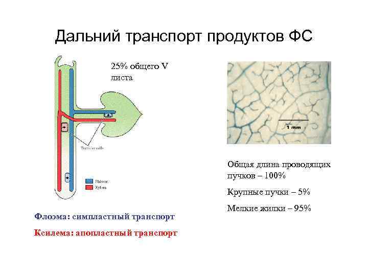 Дальний транспорт продуктов ФС 25% общего V листа Общая длина проводящих пучков – 100%