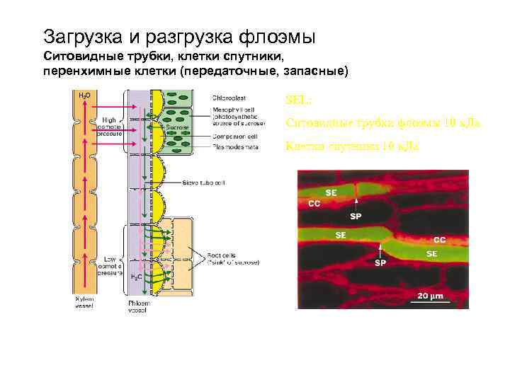 Ситовидные трубки фотосинтез