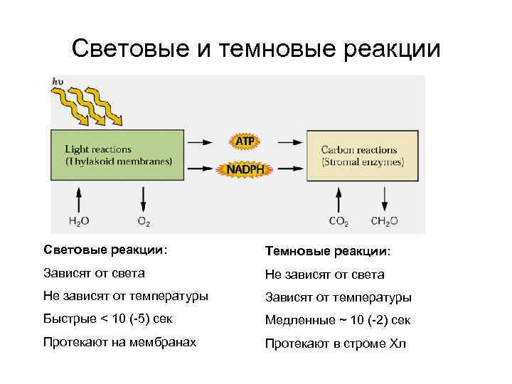 Световые и темновые реакции Световые реакции: Темновые реакции: Зависят от света Не зависят от