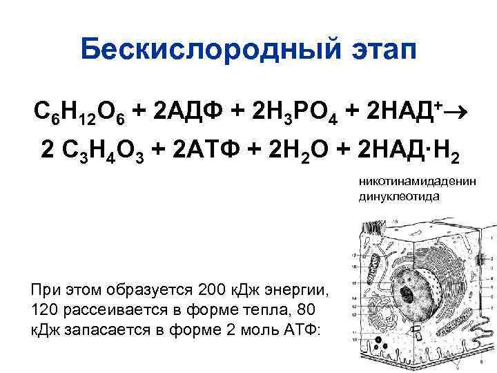 Бескислородный этап С 6 Н 12 О 6 + 2 АДФ + 2 Н