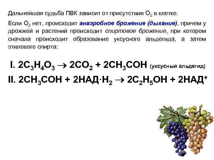 Дальнейшая судьба ПВК зависит от присутствия О 2 в клетке. Если О 2 нет,