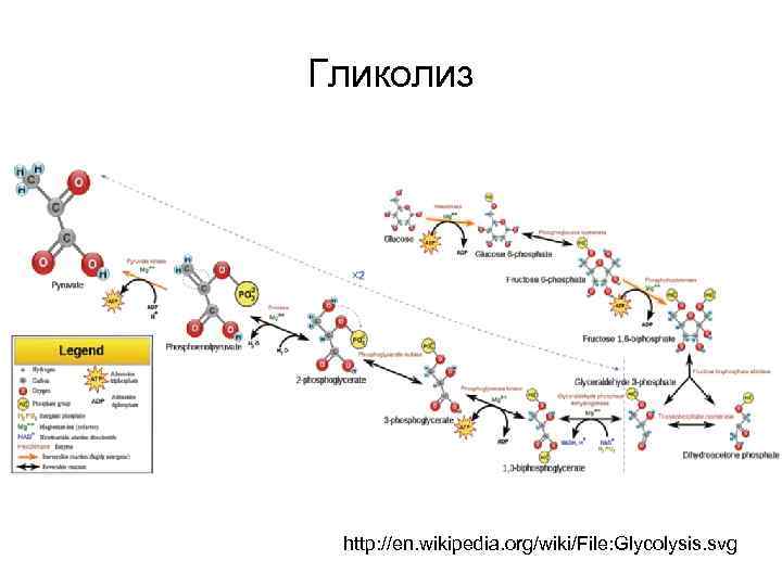 Гликолиз http: //en. wikipedia. org/wiki/File: Glycolysis. svg 